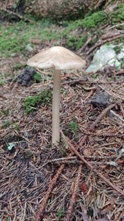 foto di Funghi